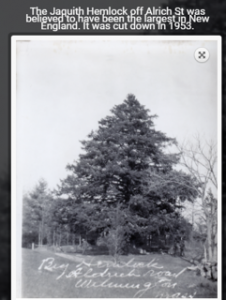 Jaquith Hemlock