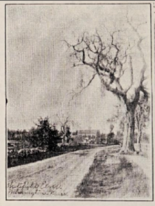 The Whitefield Elm from the Wilmington Scrapbook, page 38